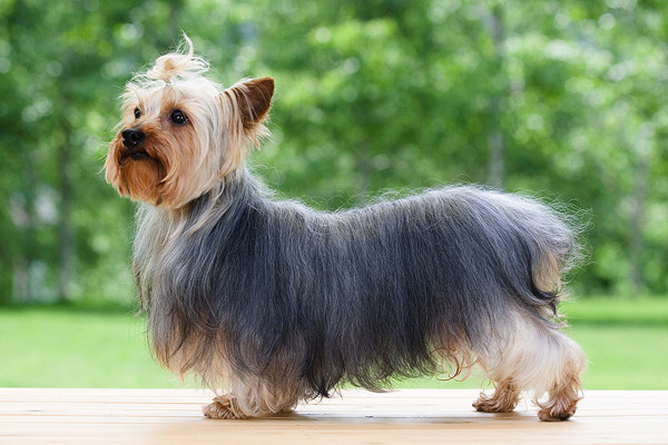 ヨーキー犬の名前 50 個