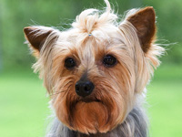 ヨークシャー・テリア (ヨーキー)