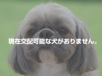 シーズー