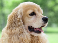 アメリカン・コッカー・スパニエル