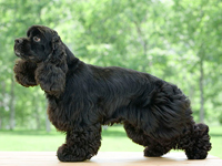 アメリカン・コッカー・スパニエル