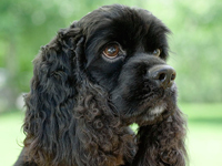 アメリカン・コッカー・スパニエル