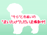 そらと色違いのまいたけ只今撮影中